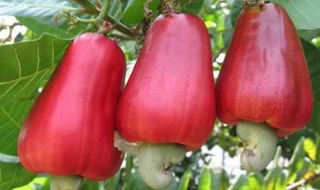 Giá hạt điều hôm nay