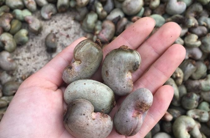 Giá hạt điều Bình Phước