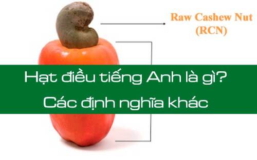 Hạt Điều Tiếng Anh Là Gì? Giải Thích Chi Tiết và Lợi Ích Sức Khỏe Của Hạt Điều