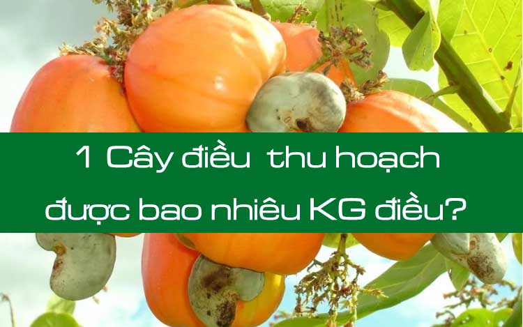 1 Cây điều thì thu hoạch được bao nhiều kg điều thô - Bazan